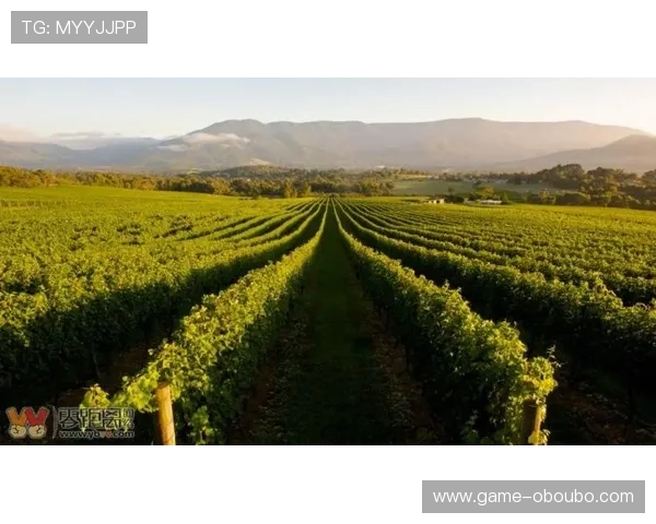 欧博代理商查询入口官方入口地址及使用方法详解